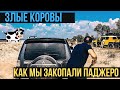 ЗЛЫЕ КОРОВЫ. КАК МЫ ЗАКОПАЛИ ПАДЖЕРО.