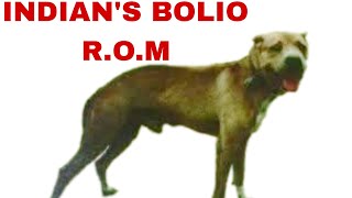 INDIAN'S BOLIO R.O.M - History Pitbulldog Fighting #apbt #history 