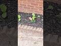 How to Successfully Grow a Garden in the Shade | Budget-Friendly Tips Part 2#shadegarden  #gardening