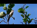 Common Whitethroat Sylvia Communis Singing In Courtship Display Flight Common Whitethroat Sylvia Communis Singing In Courtship Display Flight