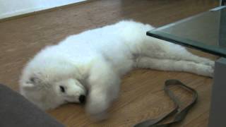 Shiro Swims The Floor