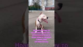 Dali_amStaff👑🐶🧡 #суперсобака #преданность#amstaffy#🧡