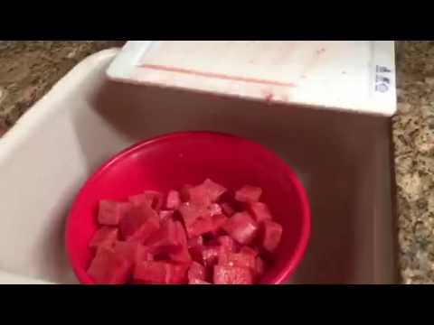 LOVER of WATERMELON - YouTube