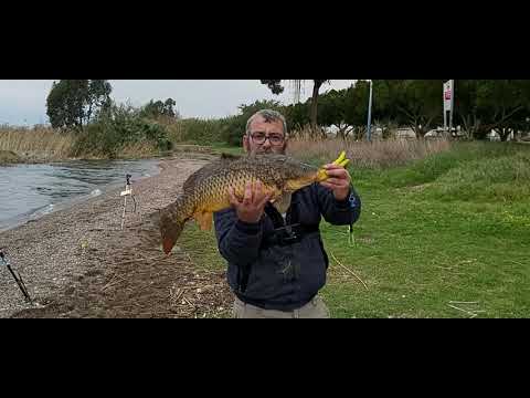 וִידֵאוֹ: כיצד לתפוס קרפיון קרוסיאני עם רצועה אלסטית