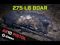 275lb Boar Hog with the CMMG Banshee 200 MK3