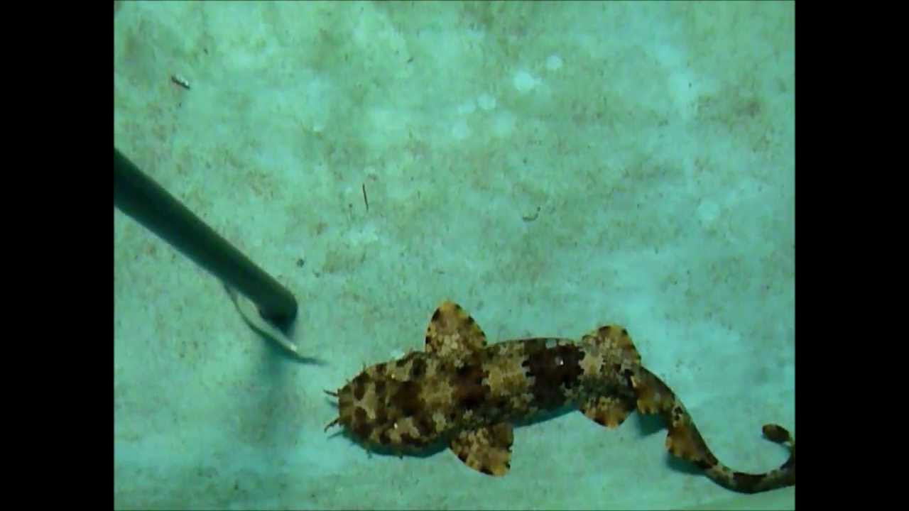 wobbegong shark plush Wobbegong Shark Feeding at Aquamarines Sri Lanka