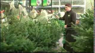 Choosing a Real Christmas Tree