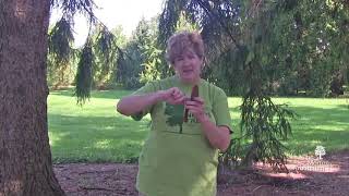 How to identify spruce trees (Picea spp.)