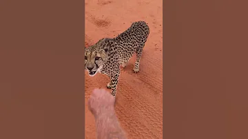 Нападет ли гепард на человека? / Will a cheetah attack a human? #shorts
