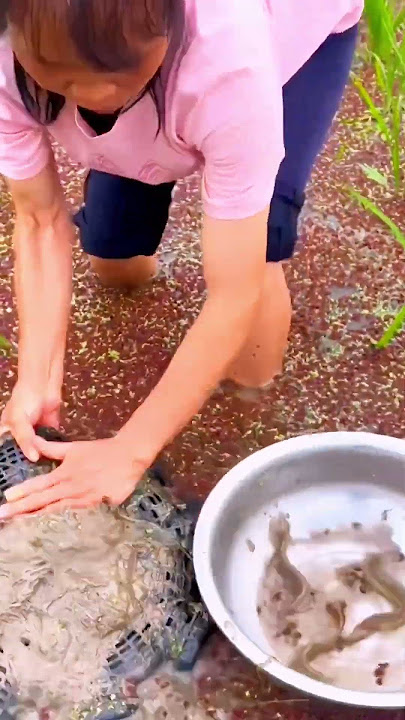 She caught fish with her bare hands in the rice field! Unbelievable traditional fishing! 🐟🌾🔥
