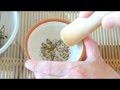 擂りたての香りが一番です、粉山椒の作り方　　How to make Japanese pepper powder