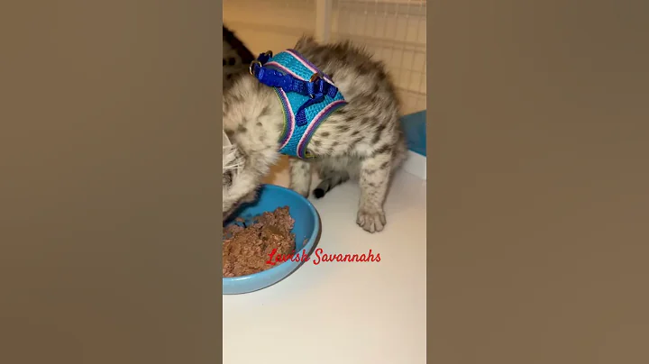 Watch the video about Savannah kittens eating dinner!