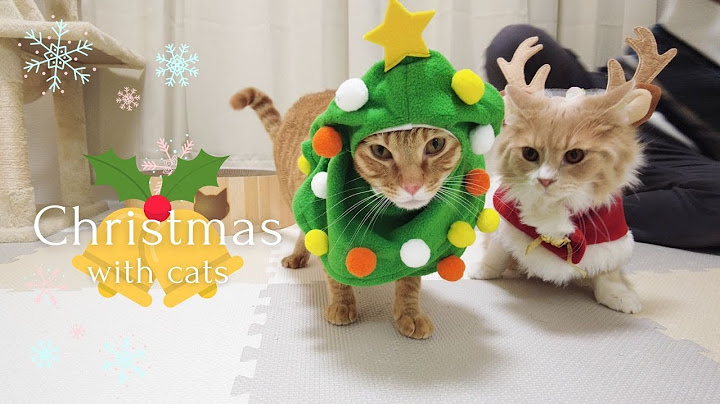猫にクリスマスの衣装を着せたら可愛すぎました Christmas with Cat