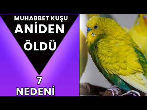 Video: Bir köpek almak nasıl