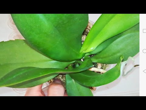 Video: Ինչպես պատրաստել Substrate համար Phalaenopsis