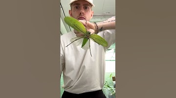 Giant Bugs Part 1