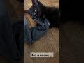 Кот и носок | Кошачьи сабли