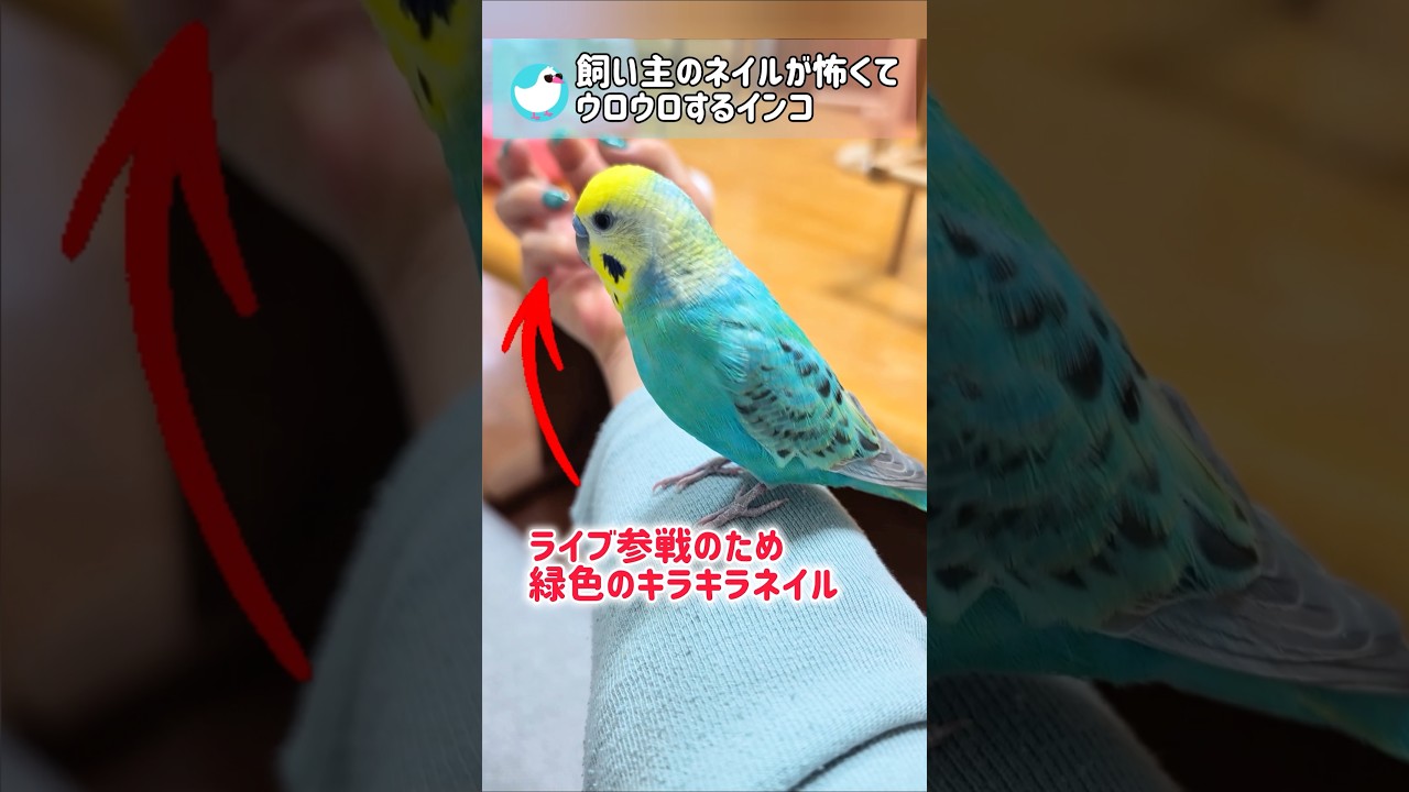 オグロインコの剥製 オグロインコの剥製 オグロインコの剥製 オグロインコの剥製