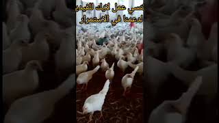 فراخ الايزا المنتجه للبيض