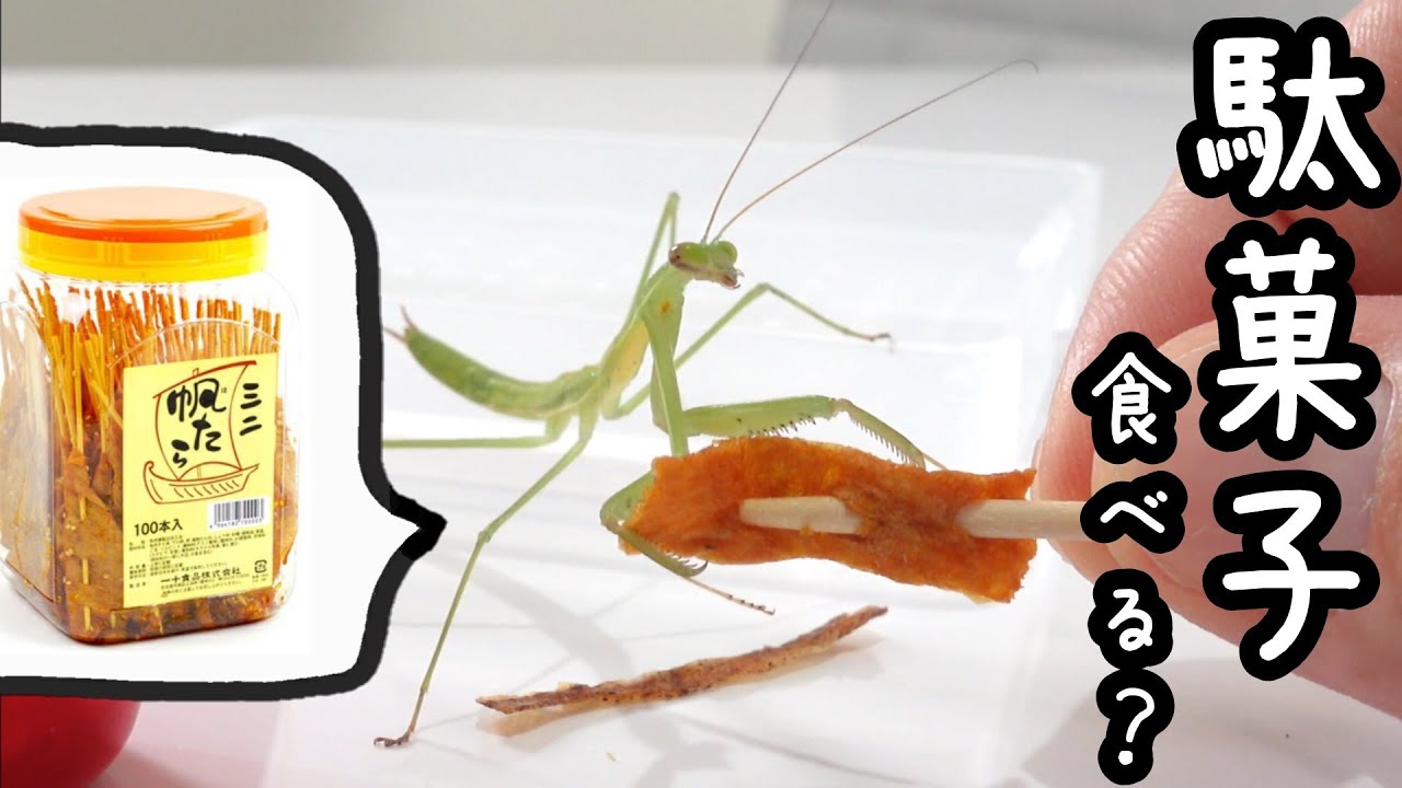 オオカマキリさん 駄菓子を見せた時の反応が子供みたいで可愛いカマキリさんの動画 駄菓子屋トカゲのおっさん Youtube