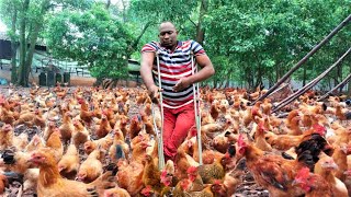 Chicken King | Keeping Many Chicken in a Small Space ( Disability is not Inability)