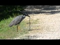 Yellow Crowned Night Heron vs Mud Snake