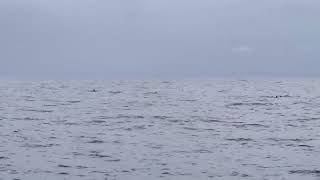 Dolphins in Alaska and I caught one doing a flippy