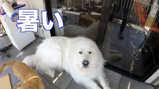 ピレネー犬のすべて ピレネー犬のすべて