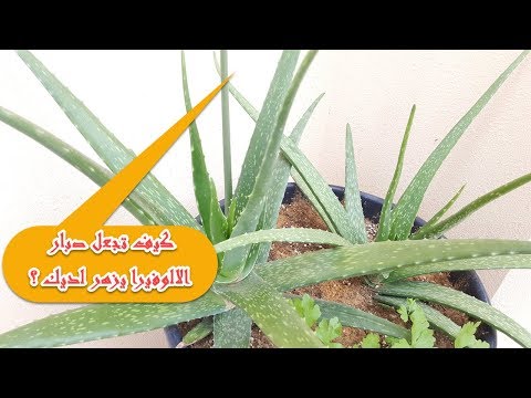 فيديو: كيفية جعل زهرة صفير في الشتاء