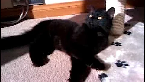 Video 357591: siberian cat kitten, siberian black kittens, siberian cat enjoying, lazy kitten, cat old