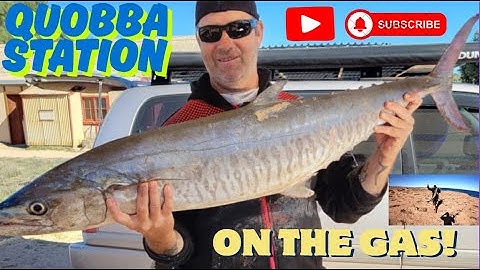 Quobba 2025 | Land based game fishing | Back on the gas | #fishing #adventure #gamefishing