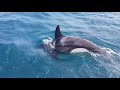 Orcas Interacting with Yachts off the Coast of Spain and Portugal