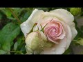Pierre de Ronsard🌺EDEN ROSE®Троянда плетиста  П&#39;єр де Ронсар