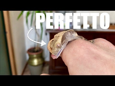 Video: Un geco è un animale domestico?