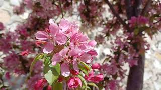 Ankarada Eri̇kler Çi̇çek Açti Plums Are Bloomed In Ankara