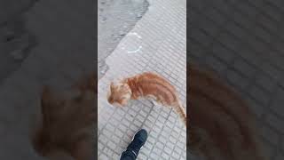 Gato Tereso #shorts #dogs #shortvideo #shortdogs #doglover #dogbreed #dogtormascotas #cat #catshorts