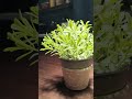 Fake Flowers