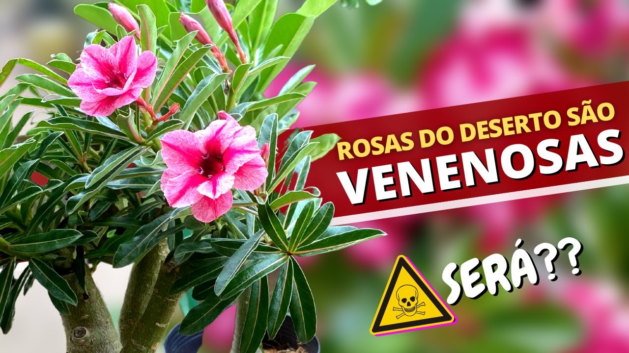 Rosas do Deserto são VENENOSAS? - thptnganamst.edu.vn