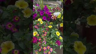 🌸 🌷 Flower Market Hanging Plants And Potted Greens