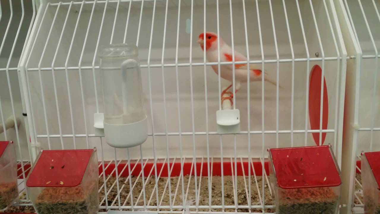 Cria del canario rojo mosaico 2016 concurso granada