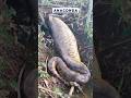 The world’s Largest and Most Powerful Snake 🐍 ANACONDA #nature #wildlife #anaconda