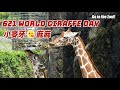 🥰 ❤ 休館也要祝小麥牙一家「世界長頸鹿日快樂！」Happy World Giraffe Day!!!