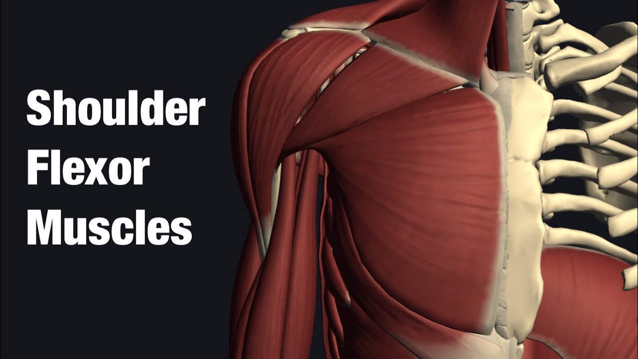 Anatomy of shoulder flexor muscles YouTube