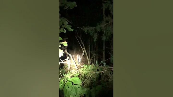 SPOT AND STALK DEER AT NIGHT!