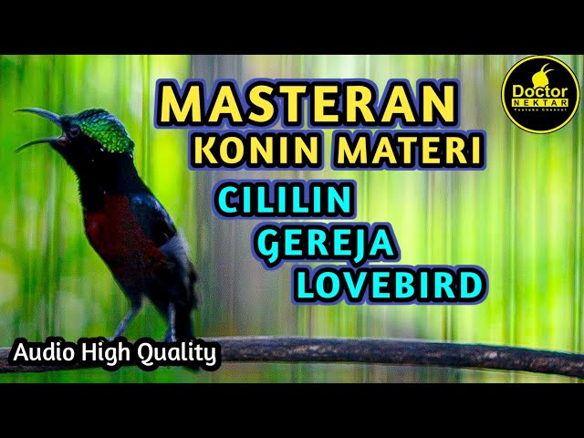 MASTERAN KONIN GACOR FULL ISIAN TEMBAKAN CILILIN GEREJA LOVEBIRD COCOK UNTUK BAHAN AGAR CEPAT BUNYI class=