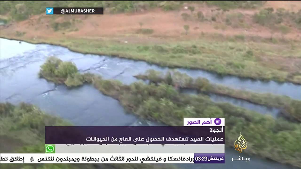 أنجولا.. مكافحة صيد الفيلة ووحيد القرن للحصول على "العاج"