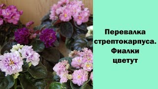 Перевалка стрептокарпуса. Цветущие фиалки