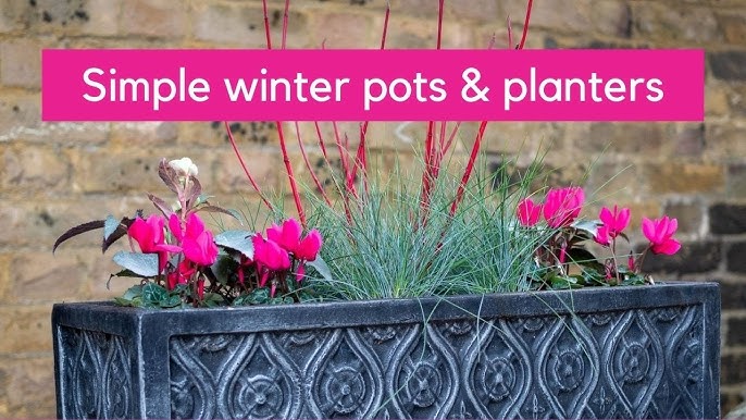 5 Ways To Transform Your Garden With Winter 2024