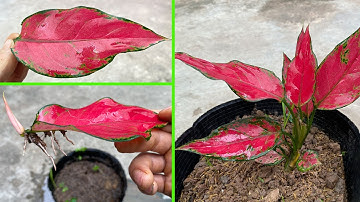Cách nhân giống cây vạn lộc bằng lá #aglaonema rotundum pink.