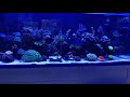D D 1500 reef pro s reef tank year old